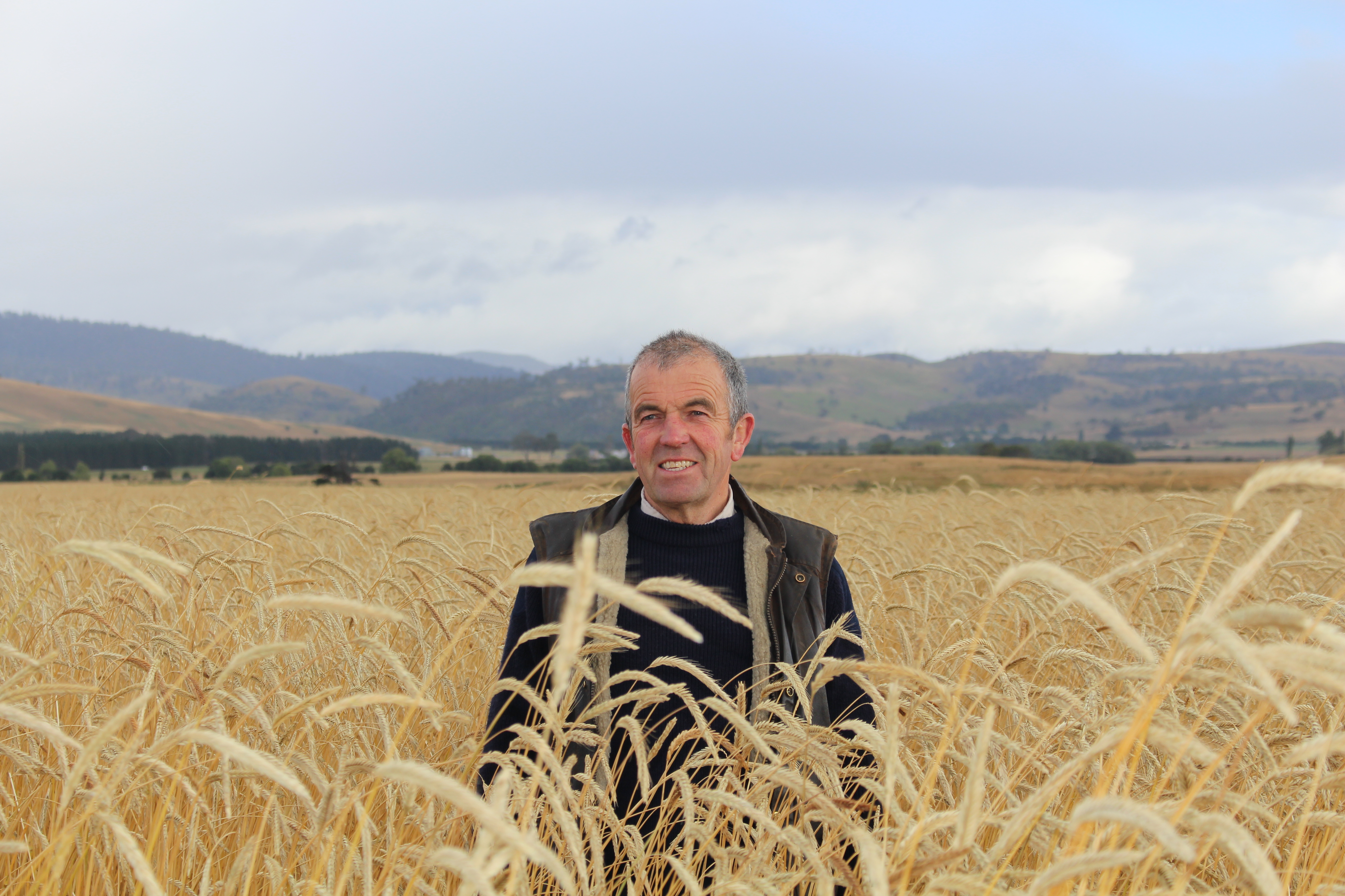 Peter Bignell Belgrove Distillery Rye Field